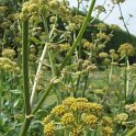 Levisticum officinale fleur